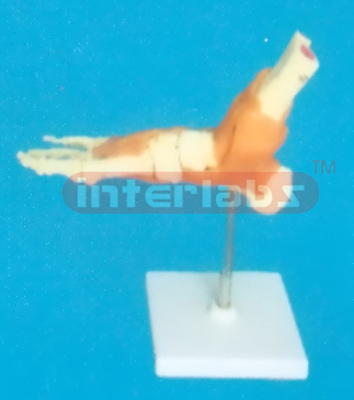 ADVANCED BIG LEFT FOOT JOINT-FUNCTIONAL MODEL WEST-TYPE